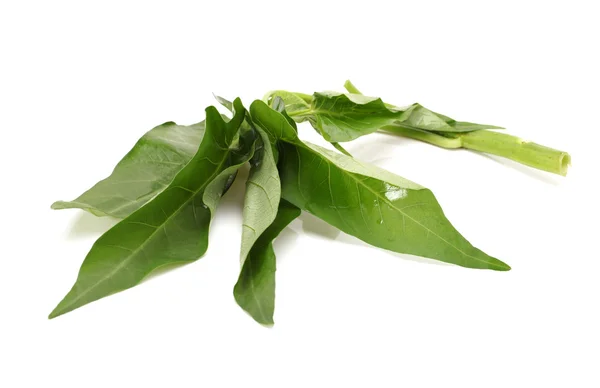 Water spinach isolated on white background — Stock Photo, Image