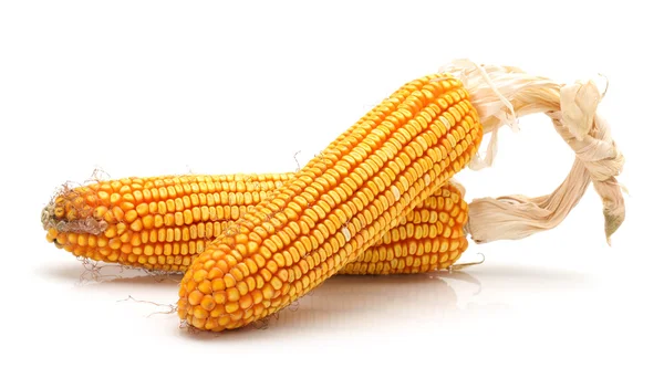 Grain corn closeup on a white background — Stock Photo, Image