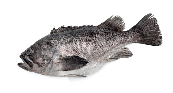 Świeże grouper na białym tle — Zdjęcie stockowe