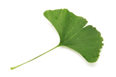 Beyaz arka plan üzerinde ginkgo biloba taze yaprakları
