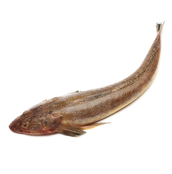 Pesci crudi su sfondo bianco — Foto Stock