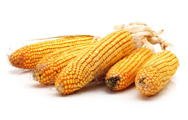 Grain corn closeup on a white background — Stock Photo, Image