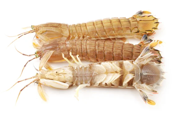 Mantis camarão no fundo branco — Fotografia de Stock