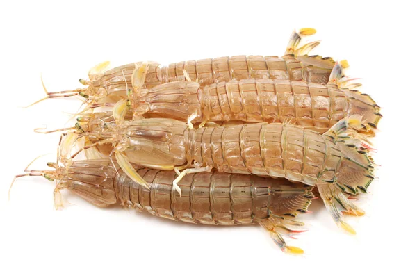 Mantis Crevettes sur le fond blanc — Photo