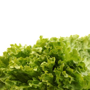 Beyaz arka planda taze yeşil marul.