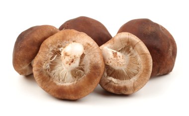 Beyaz mantarlar izole edilmiş.