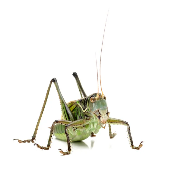 Makrobild einer Heuschrecke isoliert auf weißem Hintergrund — Stockfoto