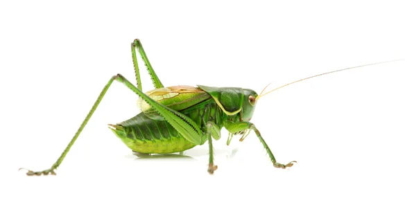 Macro image of a grasshopper isolated on white background — Stock Photo, Image