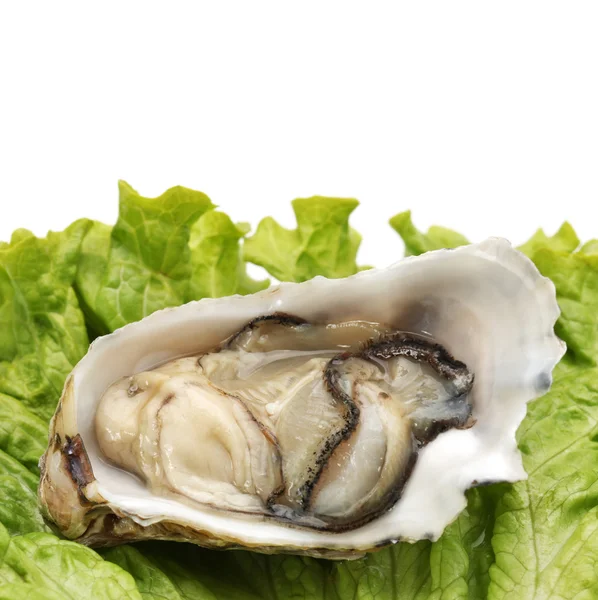 Oyster Crassostrea gigas edible shell mollusk — Stock Photo, Image