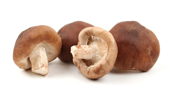 Свежие грибы, изолированные на белом — стоковое фото
