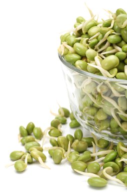 beyaz zemin üzerine yeşil soya filizi