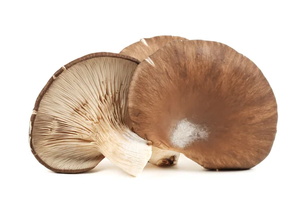 Ostron svamp på vit bakgrund — Stockfoto