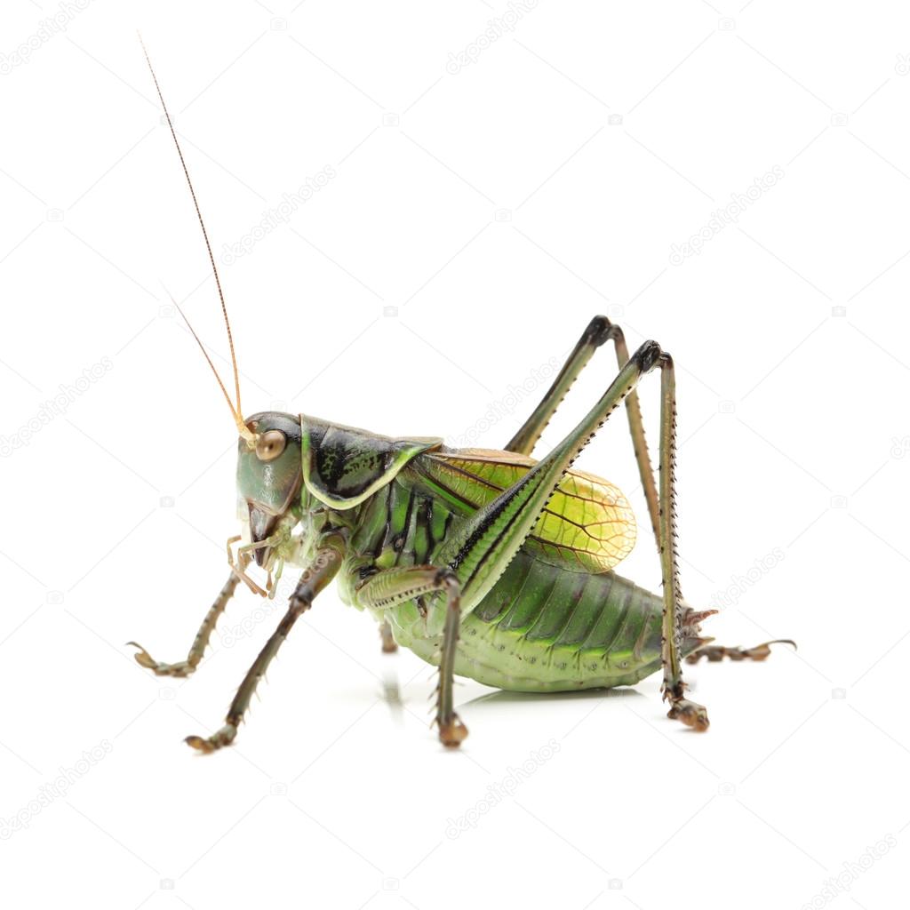 Macro image of a grasshopper isolated on white background