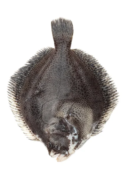 Kambala velká ryba, izolované na bílém — Stock fotografie