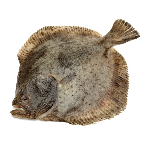 Peixe-pregado, isolado sobre branco — Fotografia de Stock