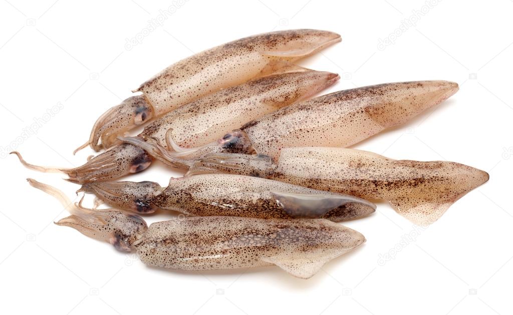 Freshly caught squid on a white background