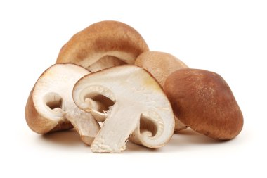 shiitake mantar beyaz zemin üzerine