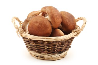 shiitake mantar beyaz zemin üzerine