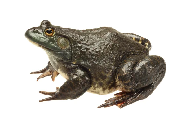 Bullfrog, Rana catesbeiana, contra fundo branco, tiro de estúdio — Fotografia de Stock