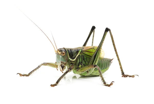 Macro immagine di una cavalletta isolata su sfondo bianco — Foto Stock