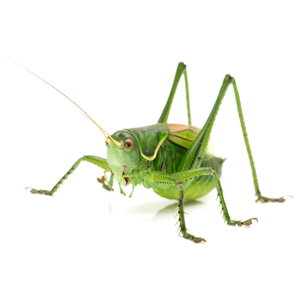 Makrobild einer Heuschrecke isoliert auf weißem Hintergrund — Stockfoto