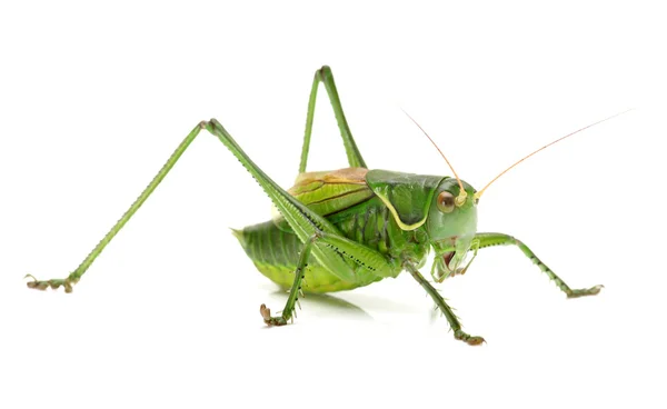 Makrobild einer Heuschrecke isoliert auf weißem Hintergrund — Stockfoto