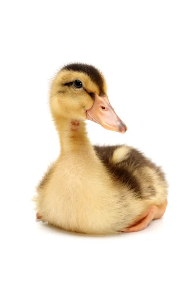 Duckling on white background — Stock Photo, Image