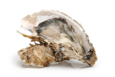 Beyaz arka planda taze açılmış istiridye