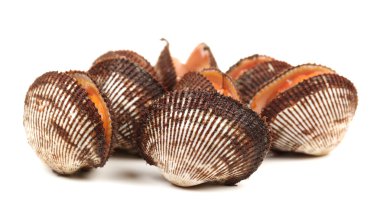 scapharca subcrenata beyaz zemin üzerine.