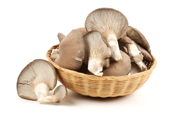 Oyster mushroom on white background — Stock Photo, Image