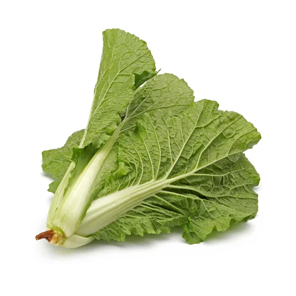 Small Chinese cabbage on white background — Stock Photo, Image