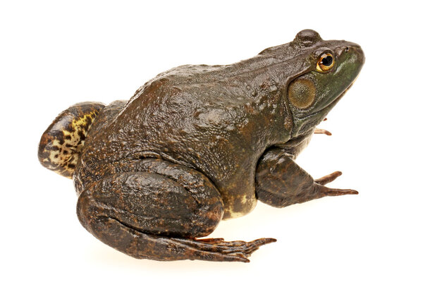 Bullfrog, Rana catesbeiana, на белом фоне, студия съемки
