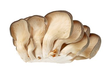Beyaz arka planda istiridye mantarı