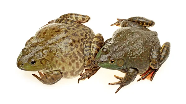 Bullfrog, Rana catesbeiana, sullo sfondo bianco, ripresa in studio — Foto Stock