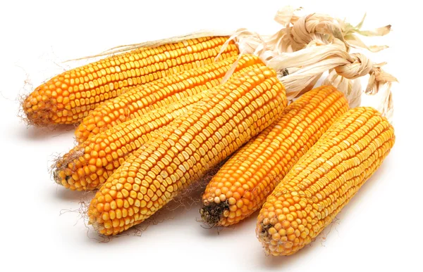 Grain corn closeup on a white background — Stock Photo, Image