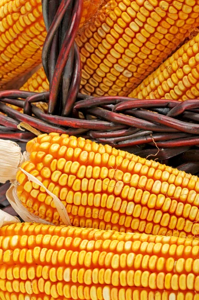 Grain corn closeup food background — Stock Photo, Image