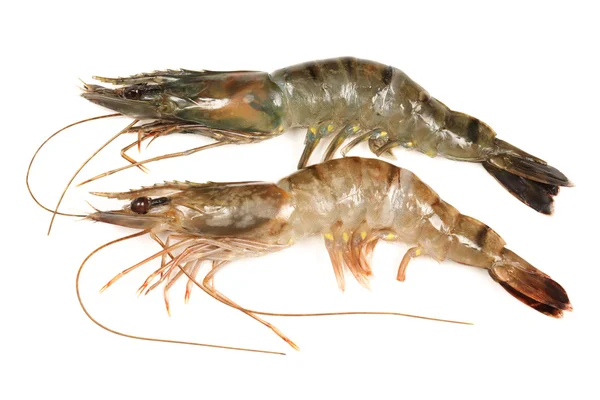 Shrimps on a white background — Stock Photo, Image