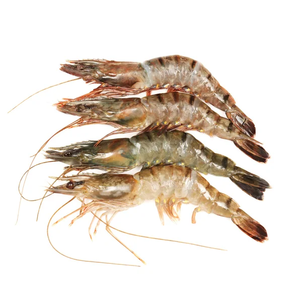 Shrimps on a white background — Stock Photo, Image