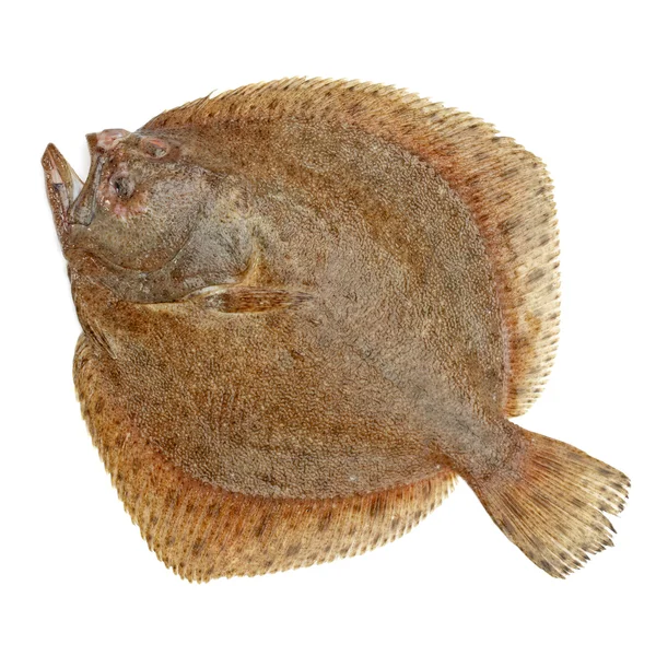 Skarpa ryb na białym tle — Zdjęcie stockowe