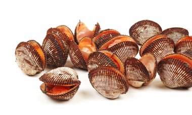 Scapharca subcrenata