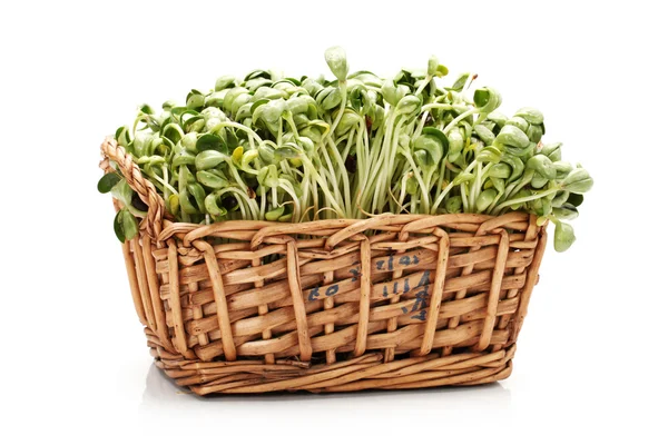 Black bean sprouts — Stock Photo, Image