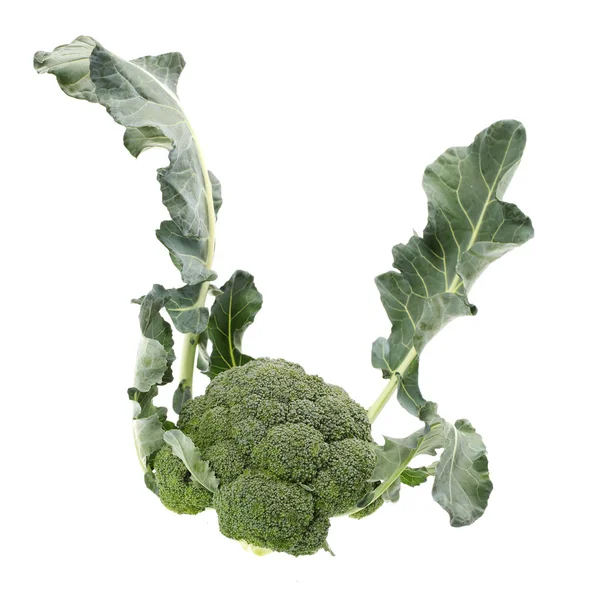Broccoli su sfondo bianco — Foto Stock