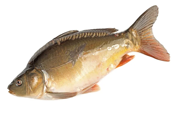 Carpa di pesce crudo su sfondo bianco — Foto Stock