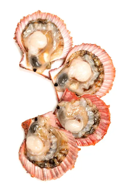 Scallop — Stock Photo, Image