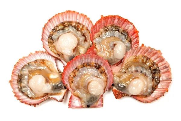 Scallop — Stock Photo, Image