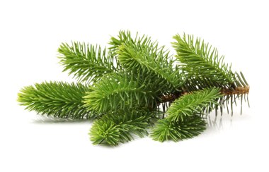 Pine branch clipart