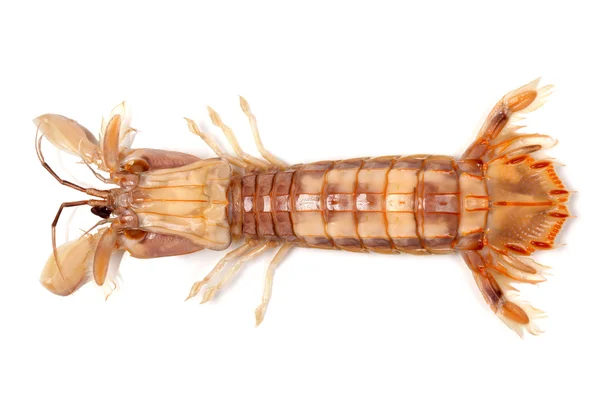 Mantis Shrimp on the white background — Stock Photo, Image