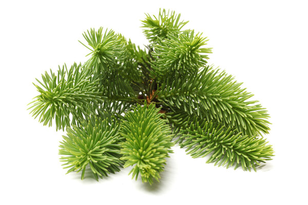 Pine branch