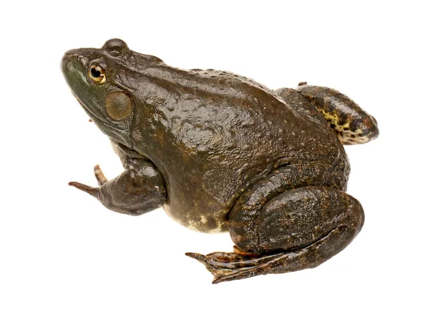 Bullfrog, Rana catesbeiana, contra fundo branco, tiro de estúdio — Fotografia de Stock