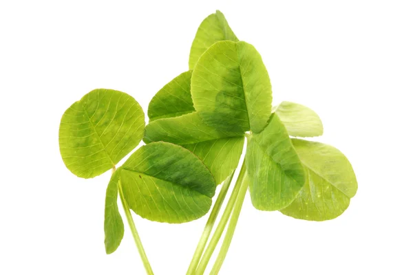 Shamrock, trèfle à trois feuilles sur fond blanc — Photo